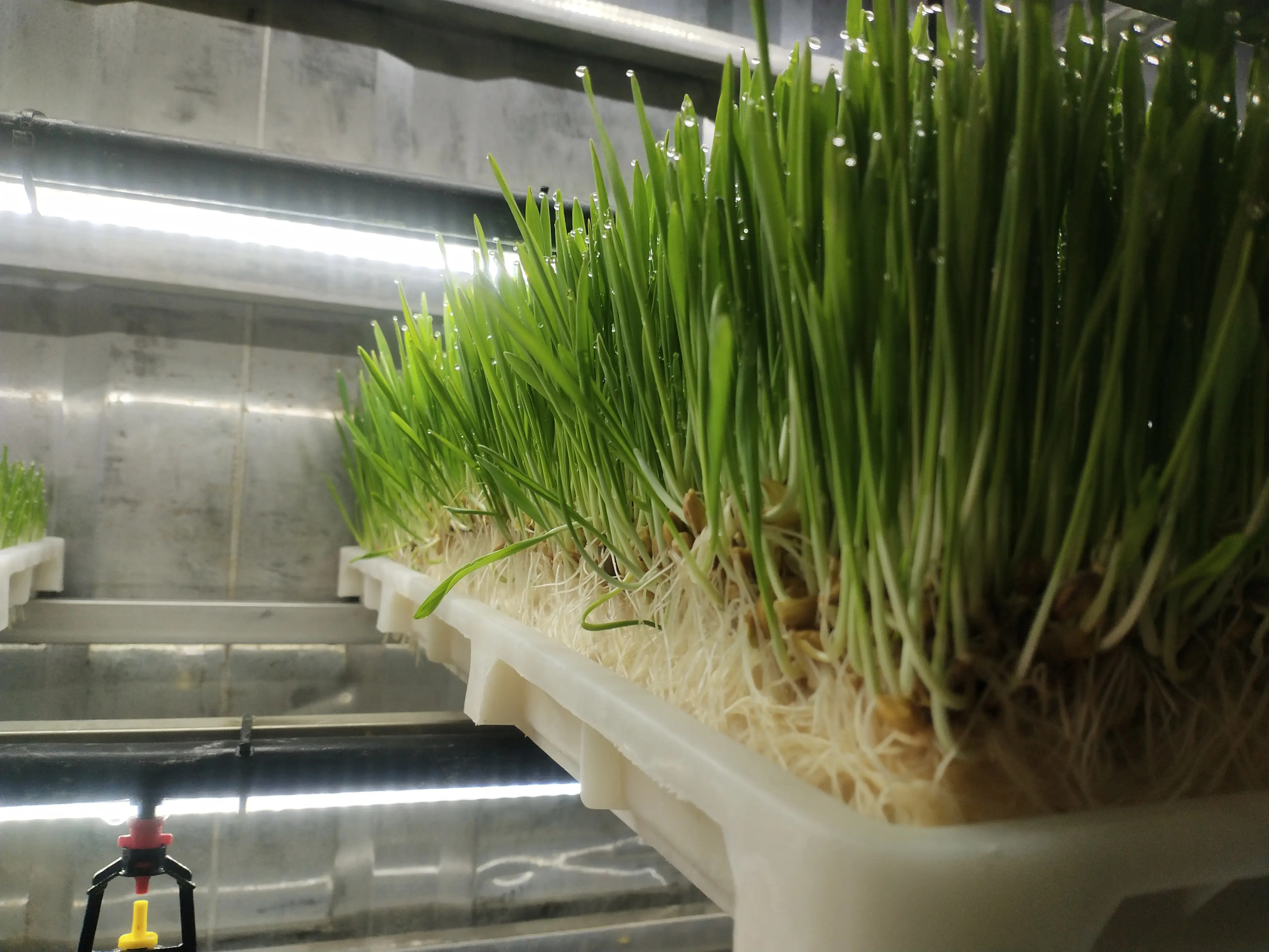 Forage container (1)