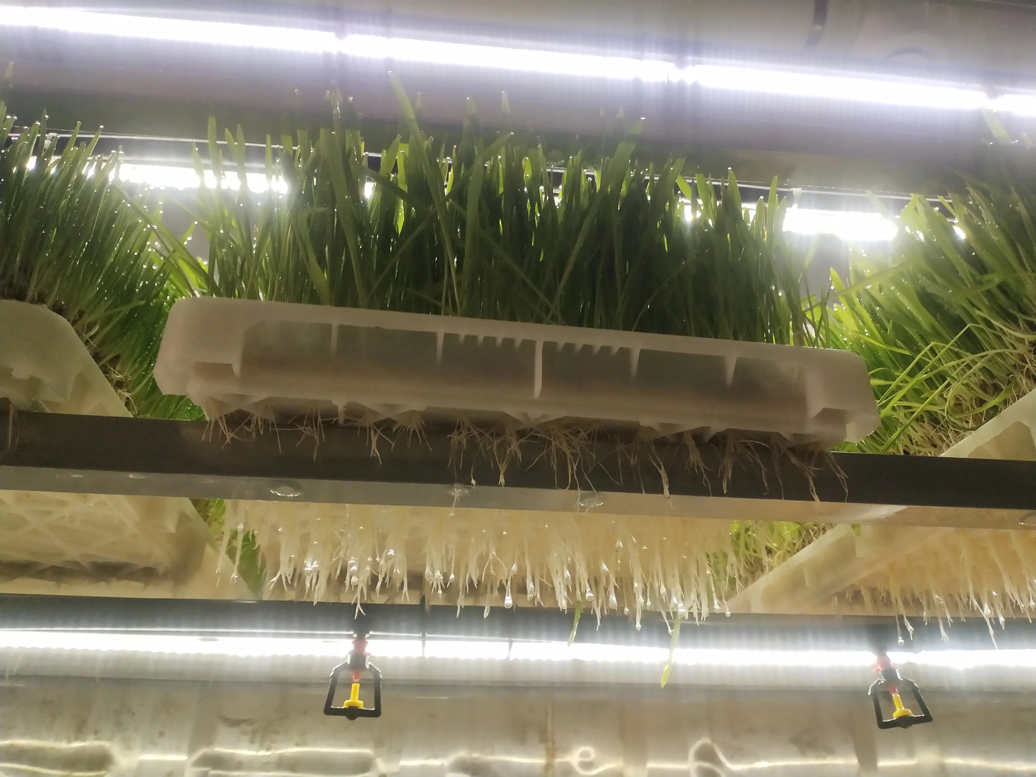 Forage container (2)