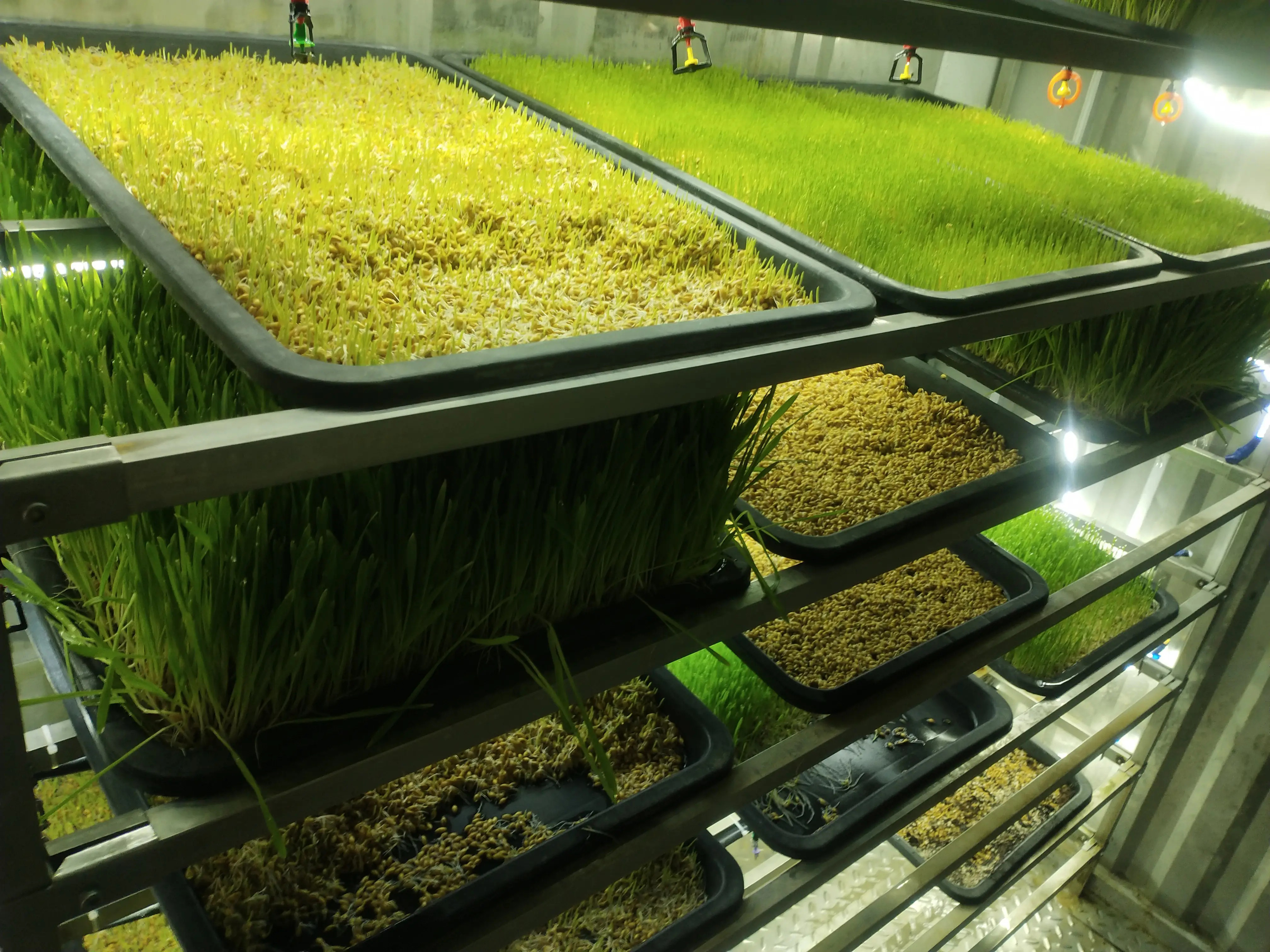 Forage container (5)