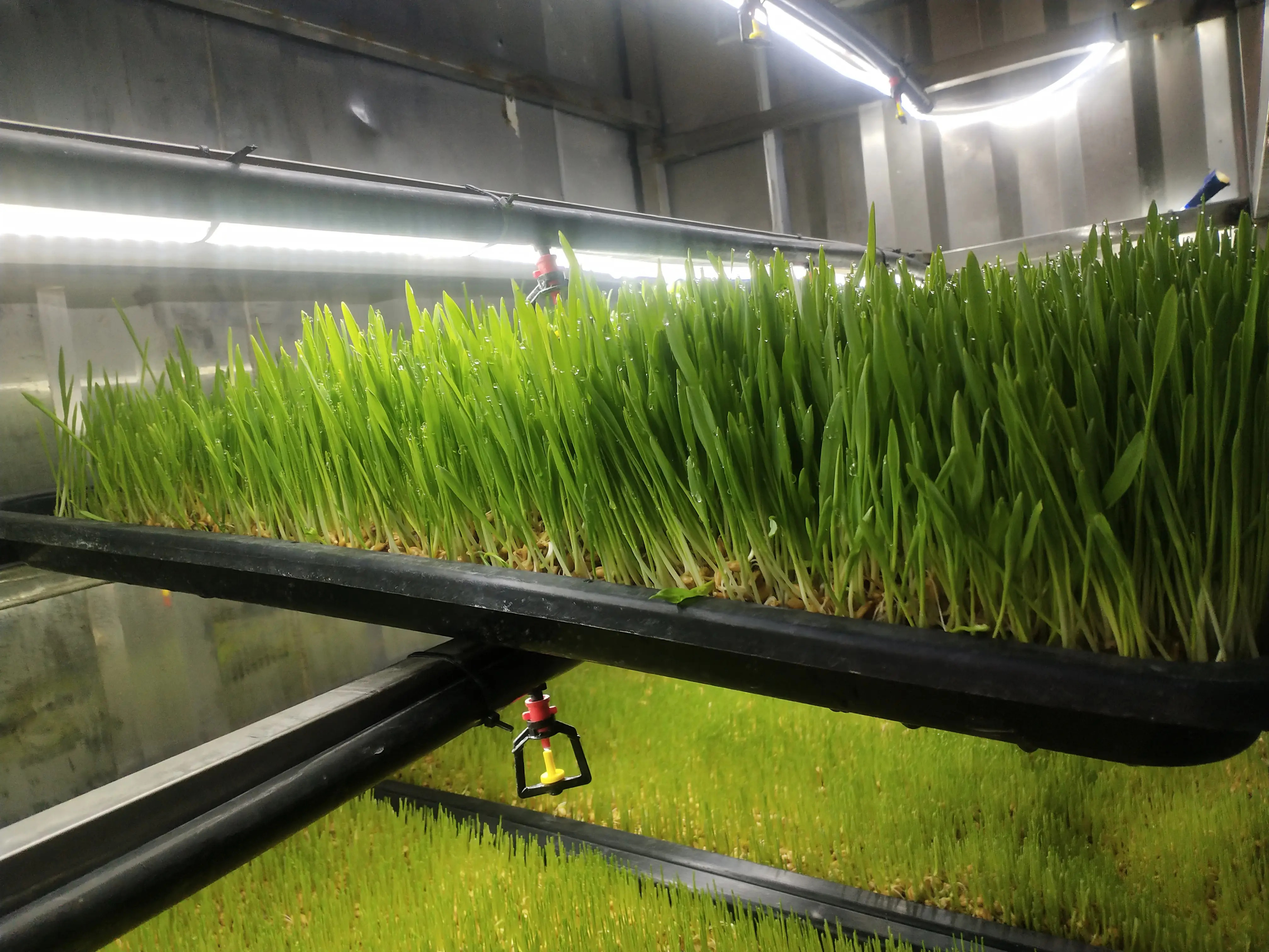 Forage container (7)