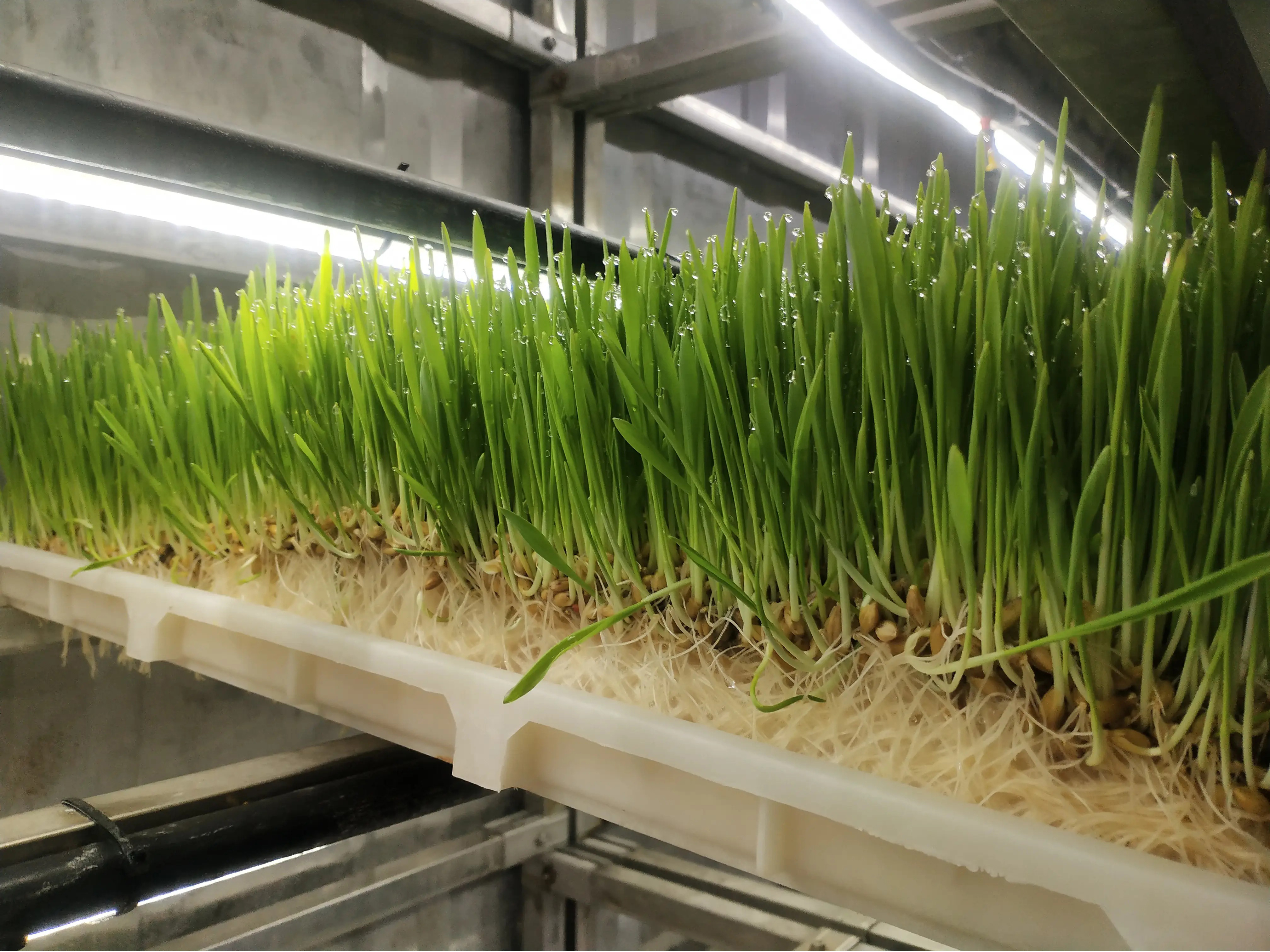 Forage container (8)