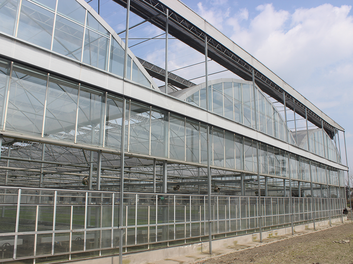 multi span glass greenhouse (2)