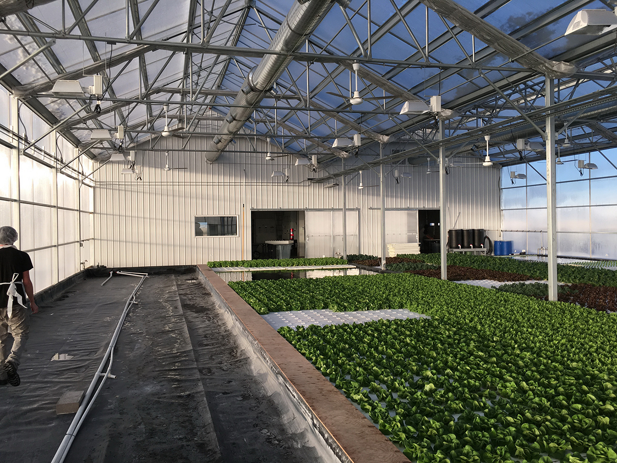 polycarbonate sheet greenhouse (3)