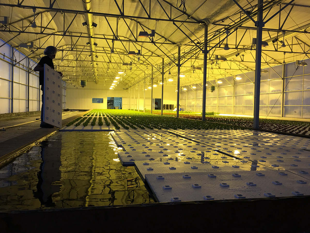 polycarbonate sheet greenhouse (4)