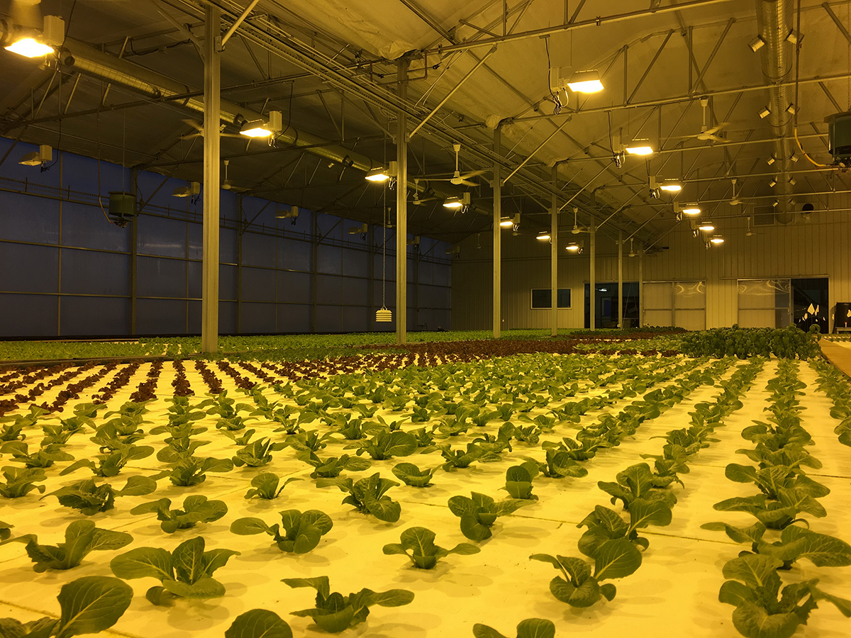 polycarbonate sheet greenhouse (5)