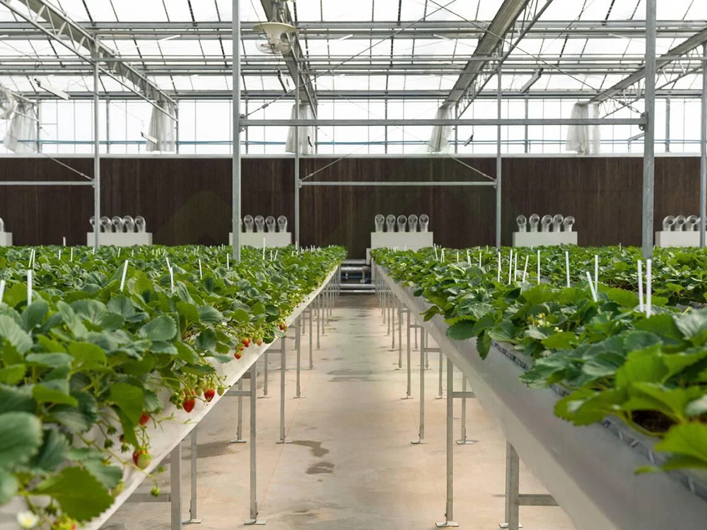 soilless cultivation 4 (1)