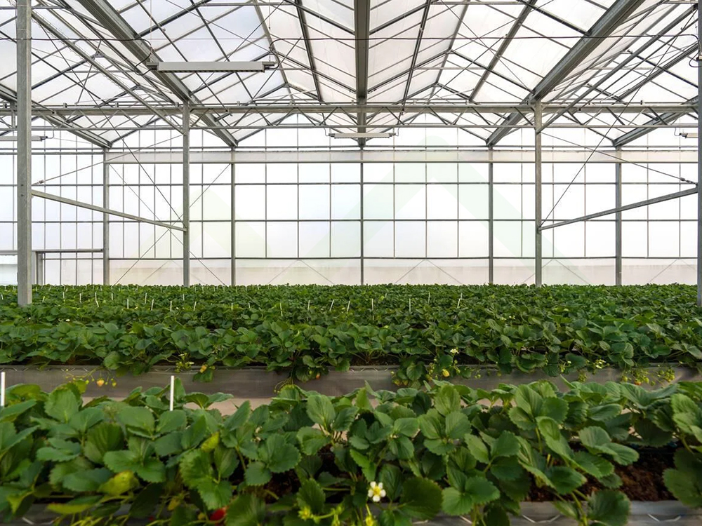 soilless cultivation 4 (2)