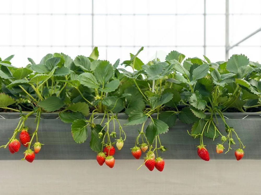 soilless cultivation 4 (3)