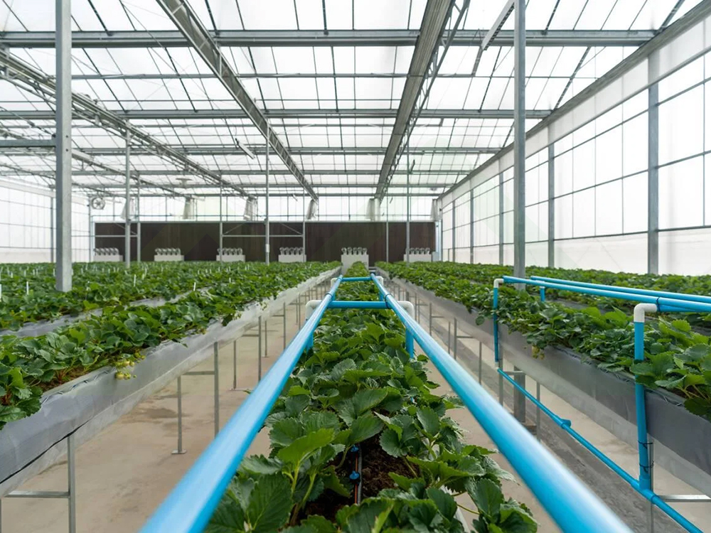 soilless cultivation 4 (4)