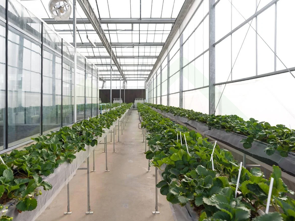 soilless cultivation 4 (5)