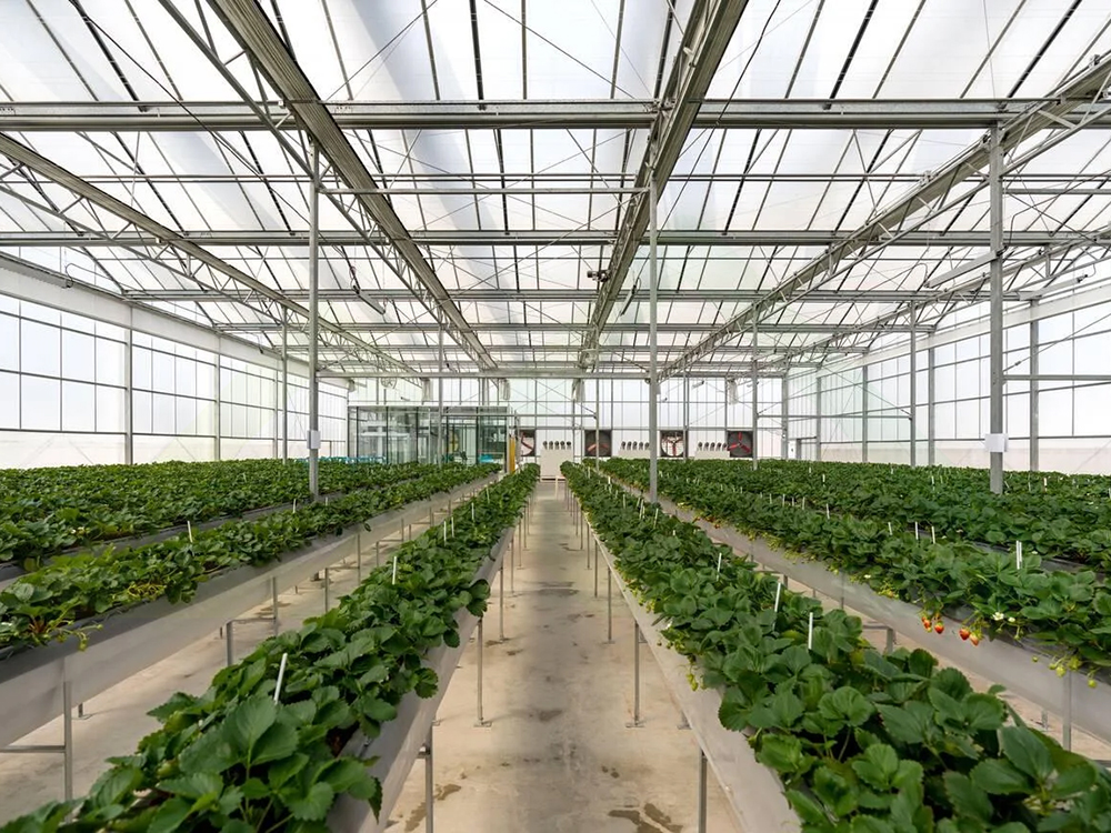 soilless cultivation 4 (6)