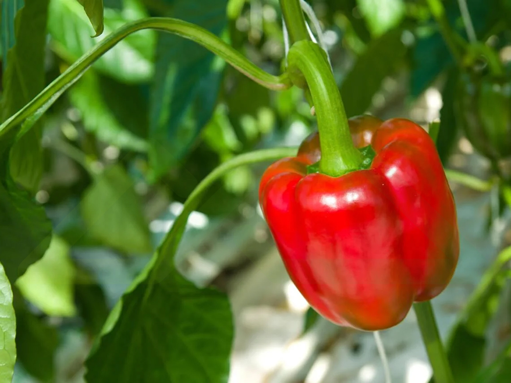 soilless cultivation 7 (1)