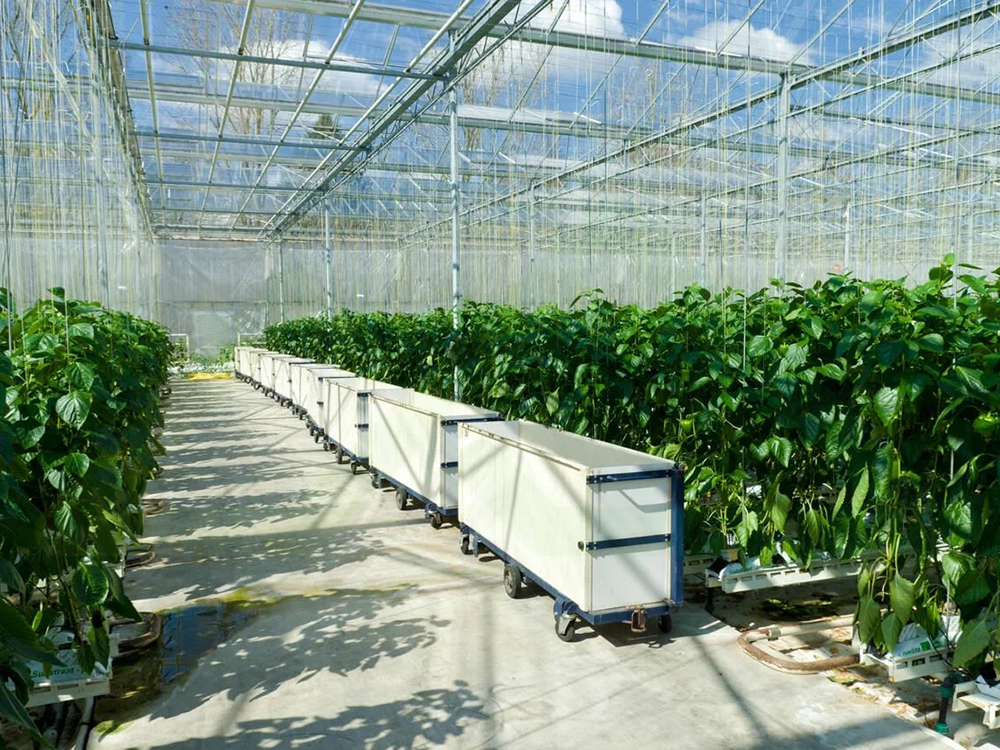 soilless cultivation 7 (2)