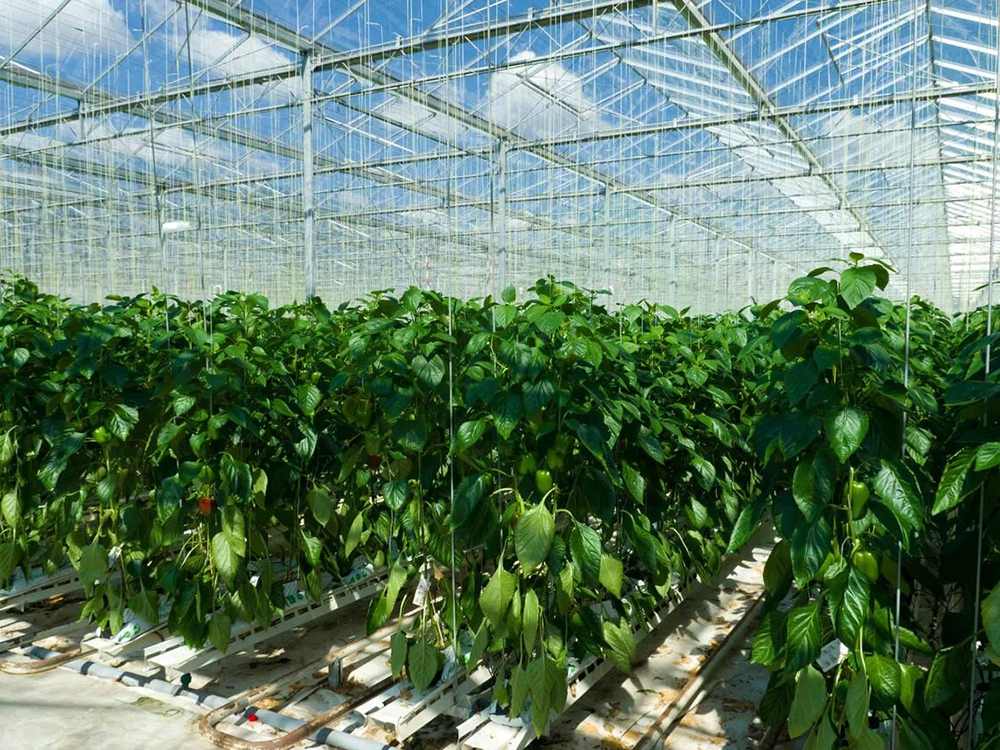 soilless cultivation 7 (3)