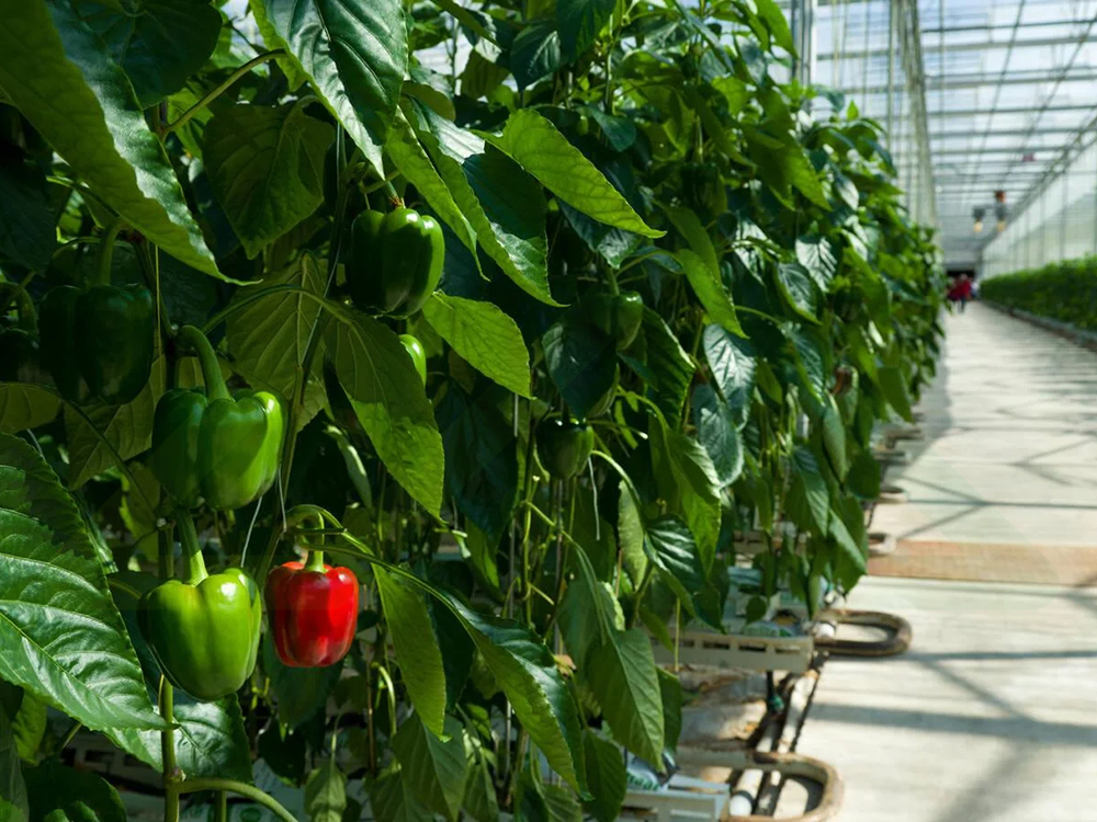 soilless cultivation 7 (4)