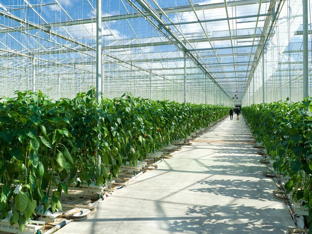 soilless cultivation 7 (5)