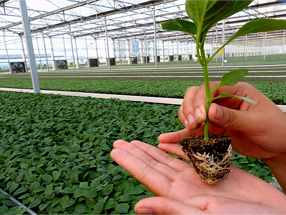 soilless cultivation bell pepper (1)