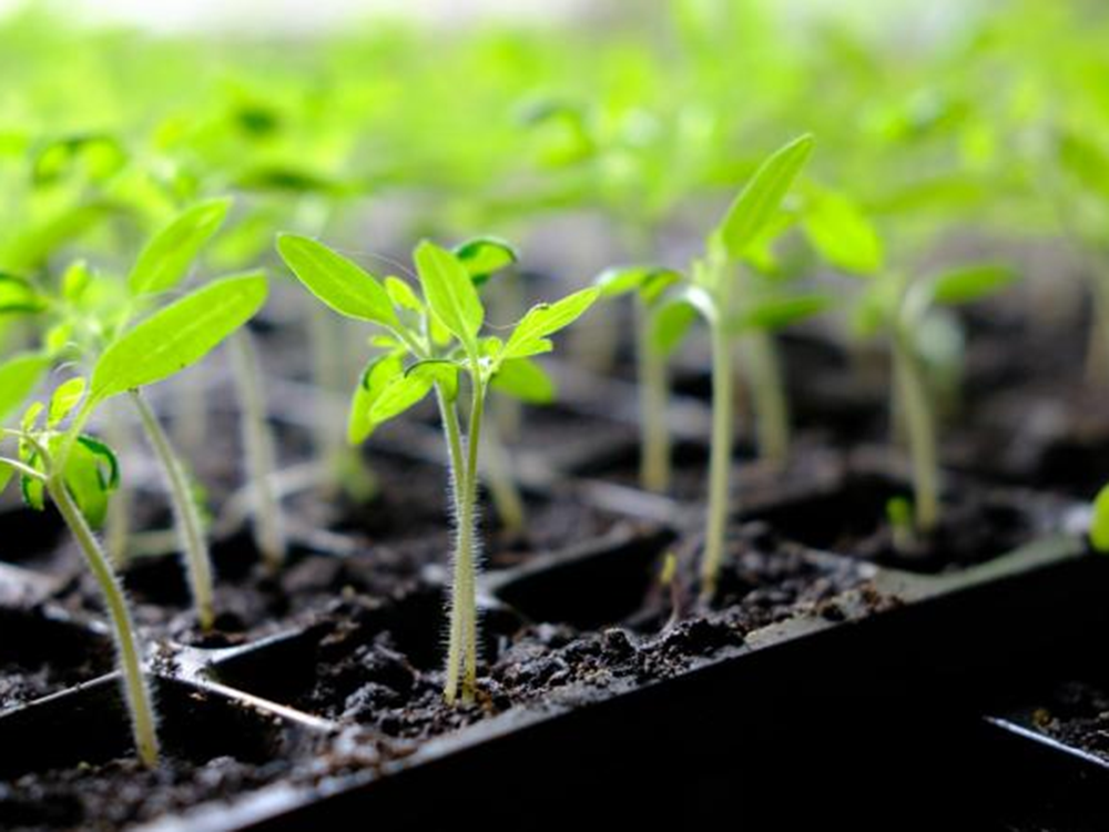 soilless cultivation bell pepper (3)